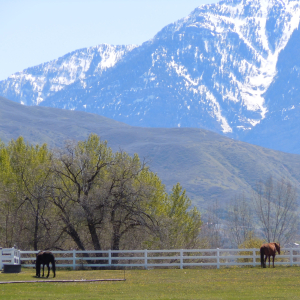 Horses.mtns
