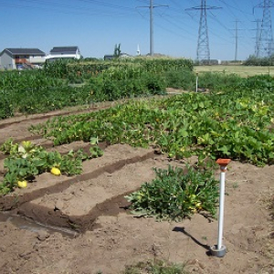 Community Garden
